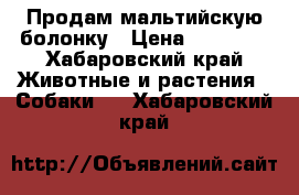 Продам мальтийскую болонку › Цена ­ 20 000 - Хабаровский край Животные и растения » Собаки   . Хабаровский край